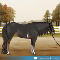 Horse Color:Liver Chestnut Tobiano 