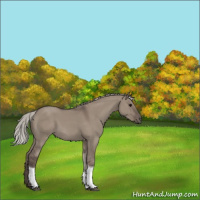 Horse Color:Silver Grullo Tobiano