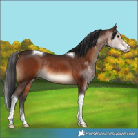 Horse Color:Brown Tobiano Rabicano