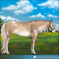 Horse Color:White Spotted Chocolate Palomino Pearl Mushroom Sabino 