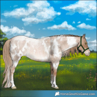 Horse Color:White Spotted Liver Red Roan Pearl Rabicano 