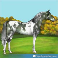 Horse Color:White Spotted Brown Dun Tobiano 