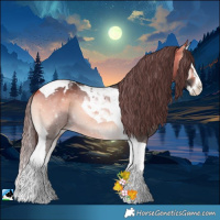 Horse Color:Buckskin Onyx Splash Tobiano Appaloosa Rabicano 