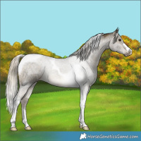 Horse Color:Silver Buckskin Tobiano Rabicano