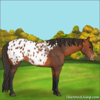 Horse Color:Bay Appaloosa 
