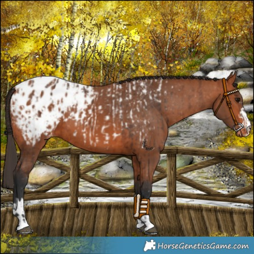 Horse Color:Bay Appaloosa  and Bay Appaloosa 