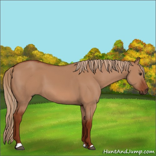 Horse Color:Red Dun 