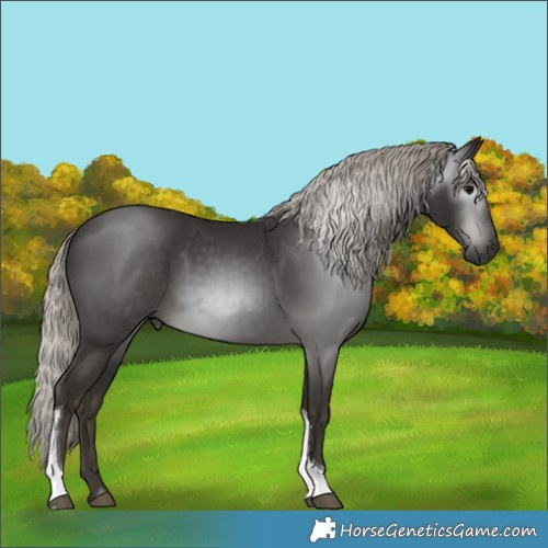 Horse Color:Gray Silver Black Tobiano 
