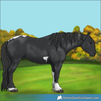 Horse Color:Black Tobiano 