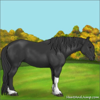 Horse Color:Black Tobiano 
