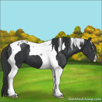 Horse Color:Black Tobiano 