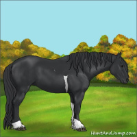 Horse Color:Black Tobiano 