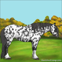 Horse Color:Black Tobiano Appaloosa 