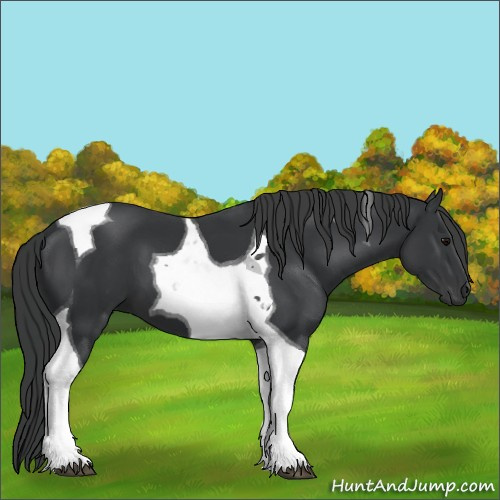 Horse Color:Black Tobiano 