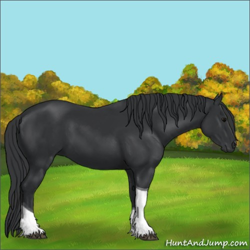 Horse Color:Black Tobiano 