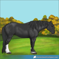 Horse Color:Black Tobiano 