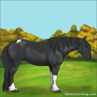 Horse Color:Black Tobiano