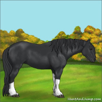 Horse Color:Black Tobiano 