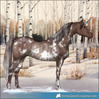Horse Color:White Spotted Chocolate Brown Dun Rabicano 