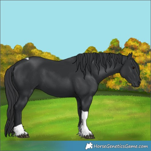 Horse Color:Black Tobiano 