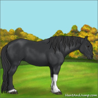 Horse Color:Black Tobiano