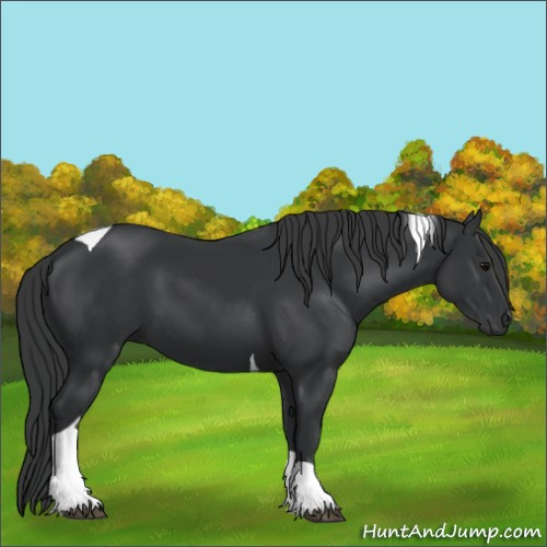 Horse Color:Black Tobiano