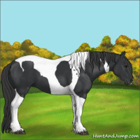 Horse Color:Black Tobiano 