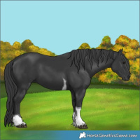 Horse Color:Black Tobiano 