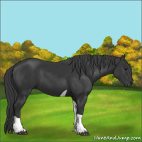 Horse Color:Black Tobiano 