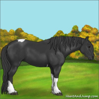 Horse Color:Black Tobiano 