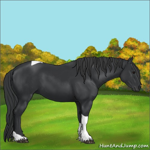 Horse Color:Black Tobiano 