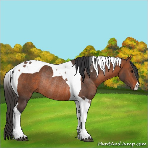 Horse Color:Bay Tobiano Rabicano 