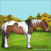Horse Color:Bay Tobiano Rabicano