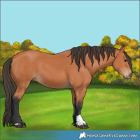 Horse Color:Bay 