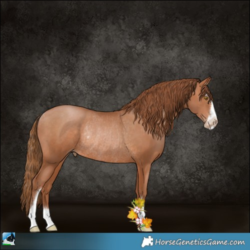 Horse Color:Bay Pearl Sabino Rabicano 