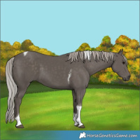 Horse Color:Silver Black Tobiano 