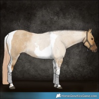 Horse Color:Chocolate Palomino Roan Dun Tobiano 