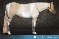 Horse Color:Chocolate Palomino Roan Dun Tobiano 