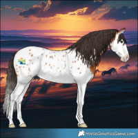 Horse Color:Bay Splash Appaloosa