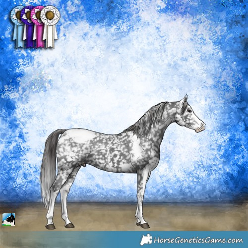 Horse Color:Black Sabino Appaloosa Rabicano 