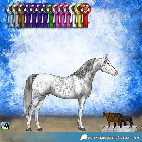 Horse Color:Black Sabino Appaloosa Rabicano 