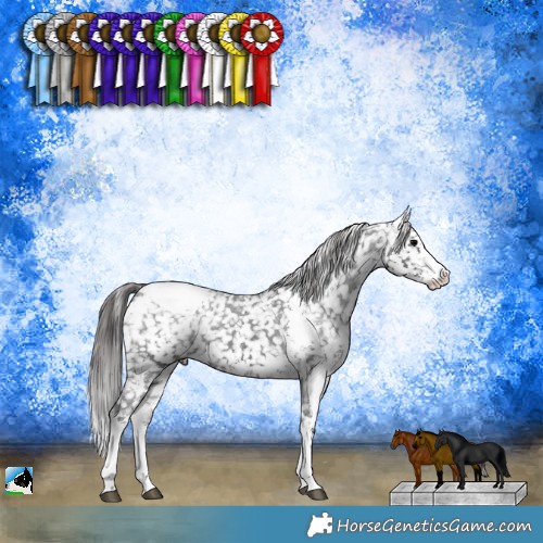 Horse Color:Black Sabino Appaloosa Rabicano 
