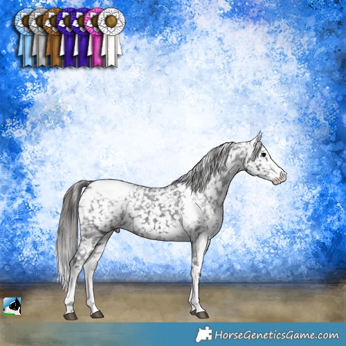 Horse Color:Black Sabino Appaloosa Rabicano 