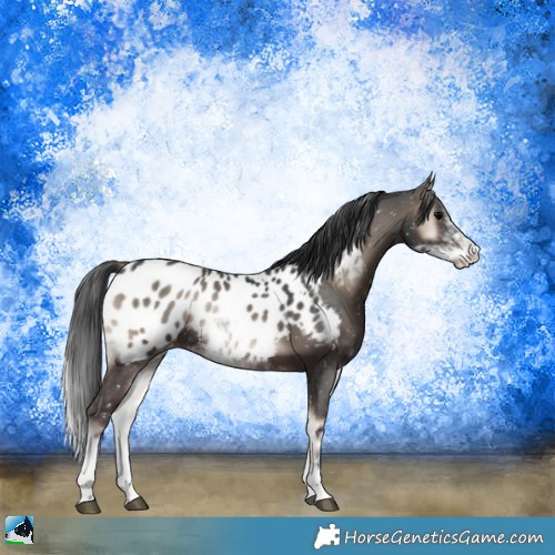 Horse Color:Blue Onyx Mushroom Sabino Appaloosa Rabicano 