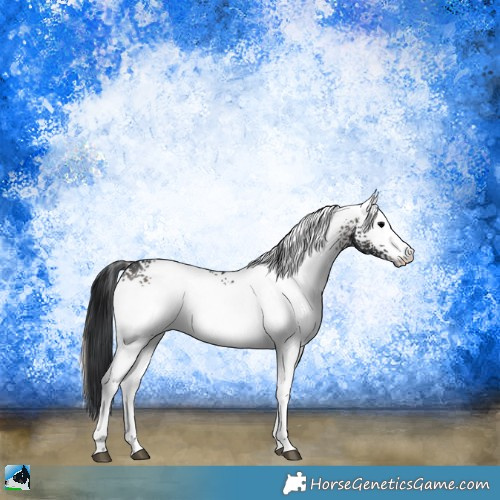 Horse Color:White Spotted Blue Onyx Rabicano 