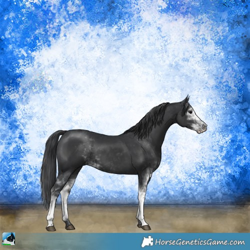Horse Color:Black Sabino 
