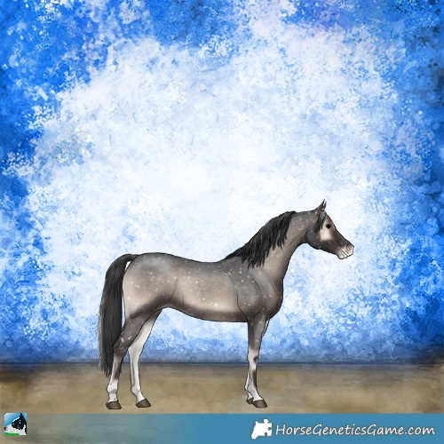 Horse Color:Blue Onyx Roan Sabino Appaloosa Rabicano 