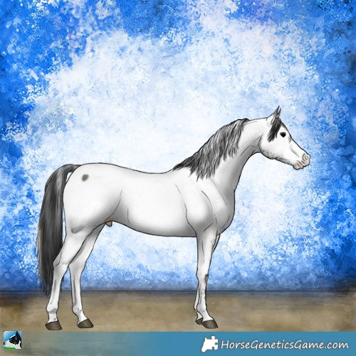 Horse Color:White Spotted Blue Onyx Sabino Appaloosa 