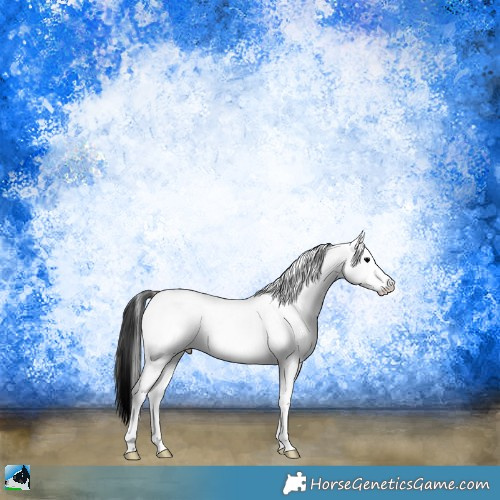 Horse Color:White Spotted Blue Onyx Appaloosa Rabicano 
