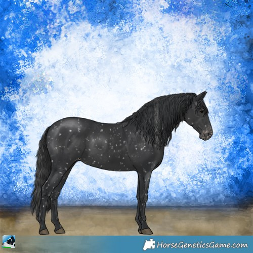 Horse Color:Black Mushroom Appaloosa 